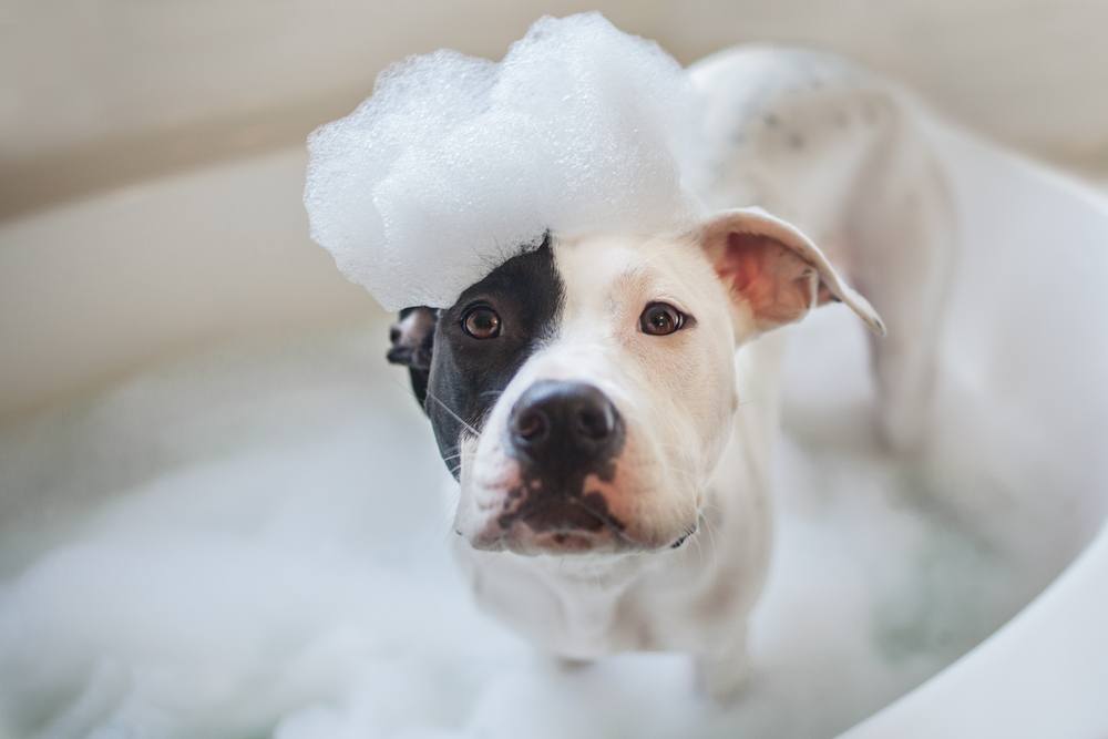 bathe your pet regularly